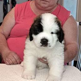 Saint Bernard Puppies from Wintercrest St. Bernards