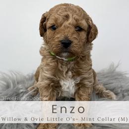 ENZO - Mint Collar - Apricot male Goldendoodle puppy in Watertown, New York from True Friend Doodles