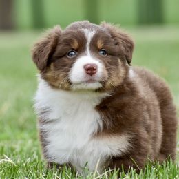 Robin - Red tri-color Australian Shepherd puppy in Denton, Maryland from Oak Haven Aussies