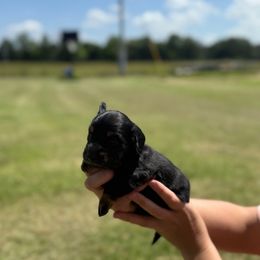 Rain - Black and tan male Dachshund puppy in Kiowa, Oklahoma from Champion Dachshunds