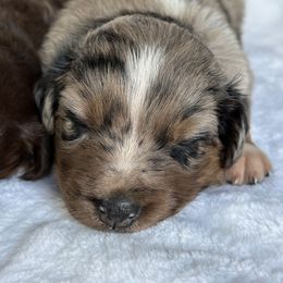 Aussiedoodle and Australian Shepherd Puppies from Mr and Mrs Doodle Farm