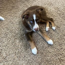 Miniature Australian Shepherd and Pembroke Welsh Corgi Puppies from The Hoppers Back 40