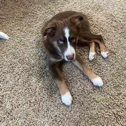 Miniature Australian Shepherd and Pembroke Welsh Corgi Puppies from The Hoppers Back 40
