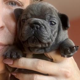 Barbe-Nicole - Blue female French Bulldog puppy in Glen Ellen, California from Frenchie’s of Glen Ellen