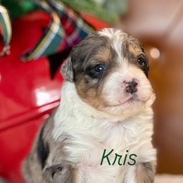 Kris - Blue merle male Aussiedoodle puppy in Burbank, Ohio from Berns & Doodles