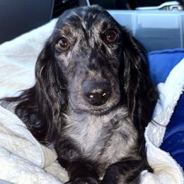 Lotus - Dachshund