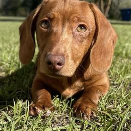 Dachshunds from Southern Paws