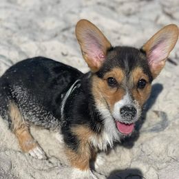 Pembroke Welsh Corgi Puppies from McMillion Corgis