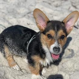 Pembroke Welsh Corgi Puppies from McMillion Corgis
