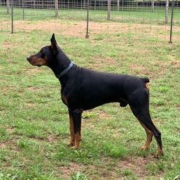 Disco - Doberman Pinscher