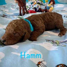 Hamm - Red  male Poodle puppy in Houston, Texas from McEnery Standard Poodles