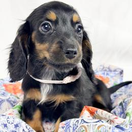 Reese's - Black and tan female Dachshund puppy in Sacramento, California from MiniDoxPups