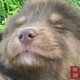 Australian Shepherds, Miniature American Shepherds, Miniature Australian Shepherds, and Toy Australian Shepherds from Brushy Creek Aussies & Mini Aussies