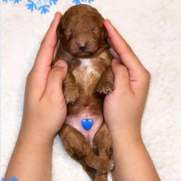 Chilly - Red  male Goldendoodle puppy in Kissimmee, Florida from Poodle Doodle Kennels