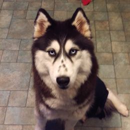 Iceus - Siberian Husky