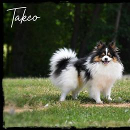 Takeo - Pomeranian