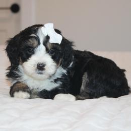 Molly - Tri-color female Bernedoodle puppy in Apple Creek, Ohio from Kathryn Troyer