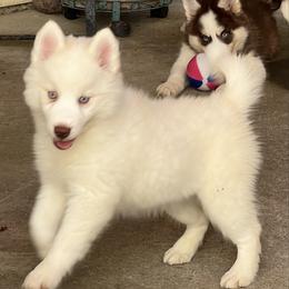 Girl 1 - White female Pomsky puppy in Sacramento, California from 916 Pomskies