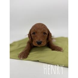 Henry - Red  male Goldendoodle puppy in Smithfield, Kentucky from KBK9 Kennels