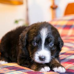 Eclipse - female Australian Mountain Doodle puppy in Lafayette, Missouri from Brick House Farm Doodles