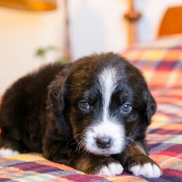 Eclipse - female Australian Mountain Doodle puppy in Lafayette, Missouri from Brick House Farm Doodles