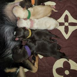 Chihuahua Puppies from King's Country Style Kennels