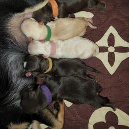 Chihuahua Puppies from King's Country Style Kennels