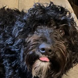 Tennessee - Bernedoodle