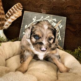 Australian Shepherd Puppies from Lost Coast Aussies
