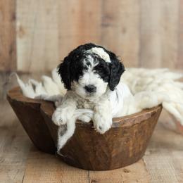 Goldendoodle Puppies from KandE Doodles