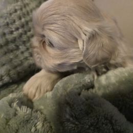 Titus - Cream and white male Shih Tzu puppy in Filer, Idaho from Shih Tzu Kennels