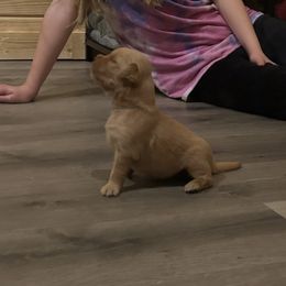 Golden Retriever Puppies from Apple Country Retrievers