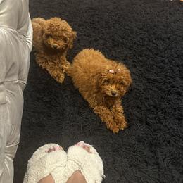 Poodle Puppies from CashEuro Poodles
