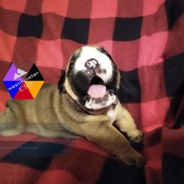 Bulldog Puppies from Westminster CH8