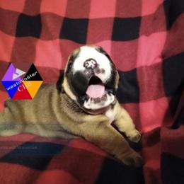 Bulldog Puppies from Westminster CH8
