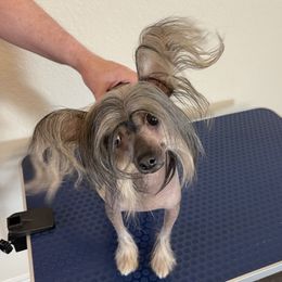 Ollana - Chinese Crested