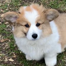 Pembroke Welsh Corgis from Cross t Corgi farm