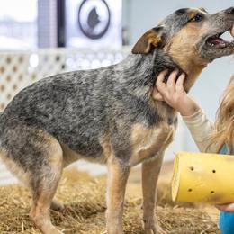 Australian Cattle Dogs from Spotted Ewe ACDs