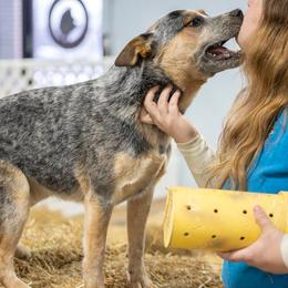 Australian Cattle Dogs from Spotted Ewe ACDs