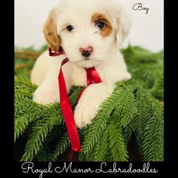 Boy 1 - Apricot male Australian Labradoodle puppy in Florence, New Jersey from Royal Manor Labradoodles