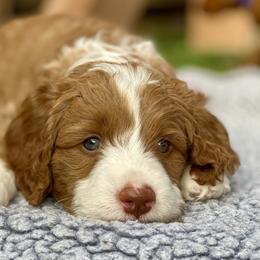 Australian Labradoodle Puppies from Cascade Canyon Labradoodles