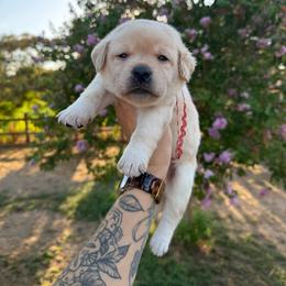 Girl 2 - Yellow female Labrador Retriever puppy in Escalon, California from Honeyfield Retrievers