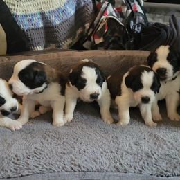 Saint Bernard Puppies from Middle Georgia Saints