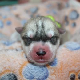 Lime - Gray and white male Siberian Husky puppy in Le Sueur, Minnesota from Tevana Siberians LLC