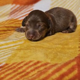 Shaded cream - Cream male Dachshund puppy in Trade, Tennessee from TN Miniature Dachshunds & Basset Hounds