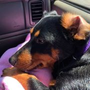 Grand Basset Griffon Vendeens and Lancashire Heelers from Mashury & Black Majesty Kennel