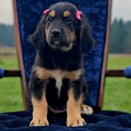 Piper - Black female Saint Berdoodle puppy in Battle Ground, Washington from Mad Hatter Farms Saint Berdoodles