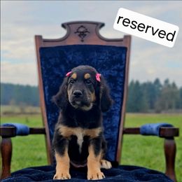 Piper - Black female Saint Berdoodle puppy in Battle Ground, Washington from Mad Hatter Farms Saint Berdoodles