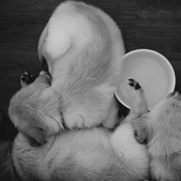 Golden Retriever Puppies from Rosemary Goldens