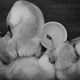 Golden Retriever Puppies from Rosemary Goldens